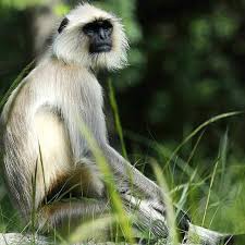 Sanjay Gandhi National Park: A Complete ...