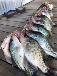 Transferring fish and game to another person. Kansas Is Cutting The Price For Daily Fishing Licenses But Another Change Could Cost Youth Anglers Extra