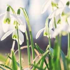 The january birth flowers a re the carnation and the snowdrop. January Birth Flower What Is My Birth Flower