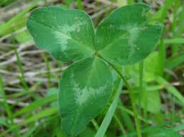 The heart shaped leaf has also been translated into swedish, arabic and persian. Wood Sorrel Fairy Bells Wood Sour Cuckoo S Meat Oxalis Acetoslla