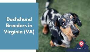 Other similar breeds impart the miniature dachshunds socialization, obedience, and housetraining since their puppy days to help them shape their. 17 Dachshund Breeders In Virginia Va Dachshund Puppies For Sale Animalfate