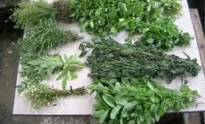 Image result for Lagenaria breviflora