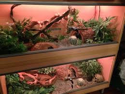 The Corn Snake Forum Pimping Out A New Vivarium Ideas Snake Terrarium Snake Enclosure Snake Cages