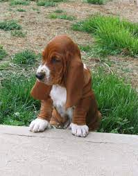 Wrinkles I Want But Cannot Have Unless I Get Rid Of The Hubby Hound Puppies Cute Animals Cute Puppies
