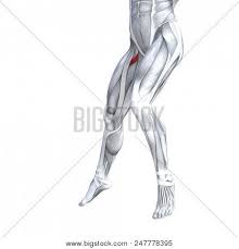 Tendons are fibrous cords attached to muscles and bone. Concept Conceptual 3d Illustration Fit Strong Front Upper Leg Human Anatomy Anatomical Muscle Isolated White Background For Body Medical Health Tendon Foot And Biological Gym Fitness Muscular System Poster Id 247778395