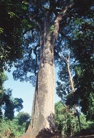 Image result for Centrolobium robustum