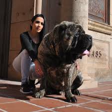 American Molossus Old World Sasquatch At 20 Months Www Oldworldmolossus Com Big Dogs Best Dogs Cane Corso
