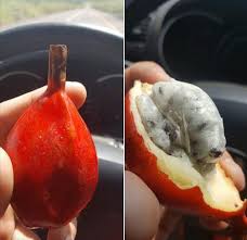 Image result for Aframomum alboviolaceum