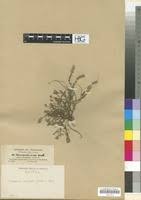 Image result for Micromeria imbricata