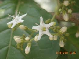 Image result for Ehretia obtusifolia