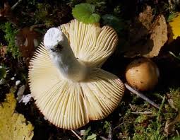 Image result for Russula polyphylla
