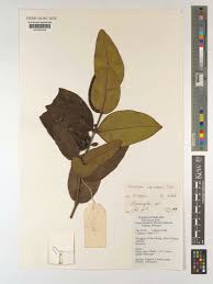 Image result for Memecylon sp. C