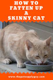 How To Fatten Up A Skinny Cat The Pet Supply Guy Cat Supplements Cats Kitten Food
