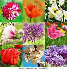 Collage From Nine Image With Different Kind Of Flowers Different Kinds Of Flowers Flowers Image