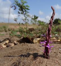 Image result for Striga