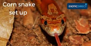 Your pet reptile needs a certain level of lighting to live healthy and happily. Corn Snake Setup Vivarium Heating Uv And Substrate Advice Exoticdirect
