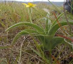 Image result for Hypoxis monanthos