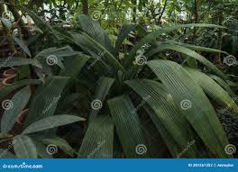 Image result for Molineria