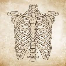 Whenever i lack inspiration for new ideas i just draw a good ole rib cage, always does the trick!! 514 Ribcage Vectors Royalty Free Vector Ribcage Images Depositphotos