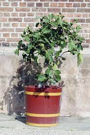 Place the freshly potted plant on a tray and pour water in the pot until it runs out of the drainage holes. Planting Fig Trees In Pots How To Care For Potted Fig Trees