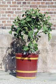 The right soil fig trees can be grown in a range of soils, including limestone, light sand, rich loam or heavy clay. Planting Fig Trees In Pots How To Care For Potted Fig Trees