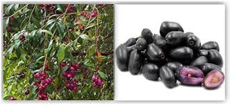Image result for Syzygium cumini