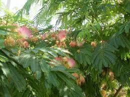 Prin taieri repetate cu regularitate, se poate forma ca un arbore de dimensiuni reduse. Arbori Ornamentali Cu Crestere RapidÄƒ Epoch Times Romania