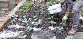 Improve Your Soil Using Wood Ash