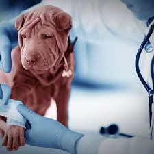 Jan 12, 2021 · students who searched for <u> technical lead: How Do You Become A Veterinarian In 2019 And Does It Require A Degree Thestreet