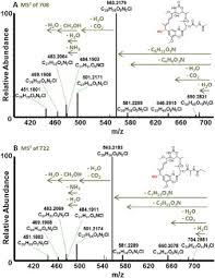 Image result for Putterlickia