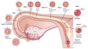 Pin On Pregnancy Announcement