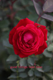 Rose Flowers Inspirational Quotes For 2018 Beautiful Flowers Beautiful Flowers With Quotes Flo Beautiful Flowers Pictures Flower Pictures Beautiful Flowers