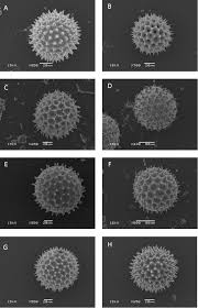 Image result for Heteromorpha involucrata