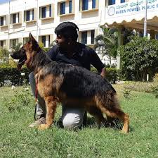 If you travel with an airplane (which has average speed of 560 miles per hour) between. Dogs For Sale Posts Facebook