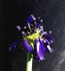 Image result for Agapanthus inapertus