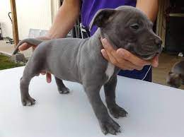 The teacup pitbull puppies have become so popular in recent years. Pitbull Puppies For Sale Washington