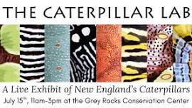 The Caterpillar Lab