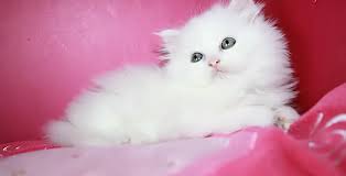 قطط جميلة cats animals fashion blog