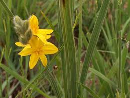 Image result for Hypoxis galpinii