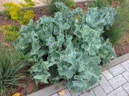 Image result for Crambe