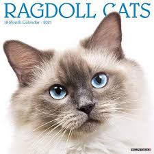 Download Pdf Ragdoll Cats 2021 Wall Calendar Free Epub Mobi Ebooks In 2020 Ragdoll Cat Wall Calendar Cats