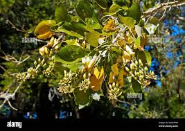 Image result for Erythrina fusca
