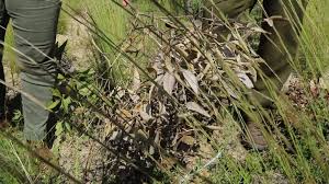 Image result for Sporobolus rigidifolius