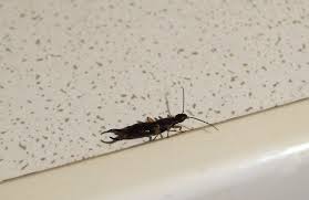 Pin Auf Bild Insekten