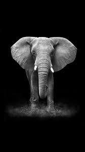Black And White Elephant Pictures Tap And Get Free App An Elephant On A Black Background Wallpaper For Iphone 7 Elephant Wallpaper Elephant Photography Black Background Wallpaper