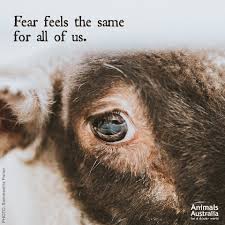 Twitter Vegan Animals Animal Activism Vegan Quotes