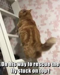 On His Way To Rescue The Fly Stuck On Top Funny Animal Videos Funny Animals Funny Cute Cats