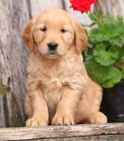 We did not find results for: Golden Retriever Breeders In Massachusetts
