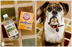 Once i am done, i am going to cover those areas to prevent a repeat. This Is The Best Way To Remove A Pet Stain From Carpet