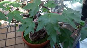 Image result for Obetia